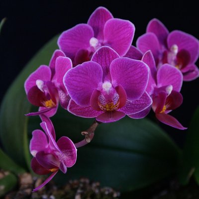 images